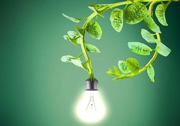 Dutch Company Powers Street Lights with Living Plants