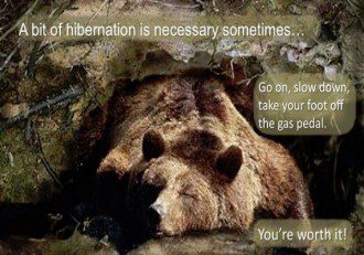 Importance of Spiritual Hibernation - Bear