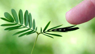 Research Reveals Plants Can Think, Choose & Remember - touch