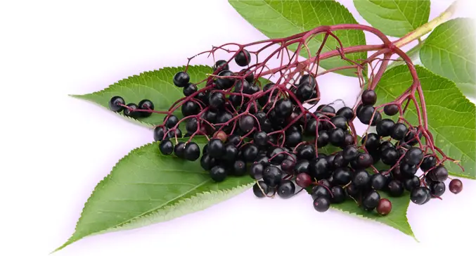 The Amazing Health Benefits of Elderberry