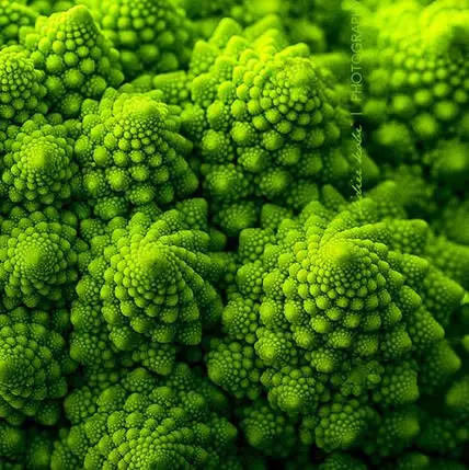 15 Plants That Teach Us Sacred Geometry At Its Finest - 10