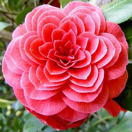 15 Plants That Teach Us Sacred Geometry At Its Finest - 11