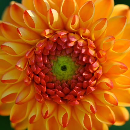 15 Plants That Teach Us Sacred Geometry At Its Finest - 13