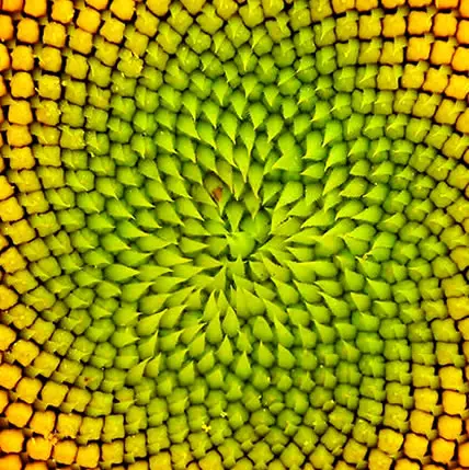 15 Plants That Teach Us Sacred Geometry At Its Finest - 14