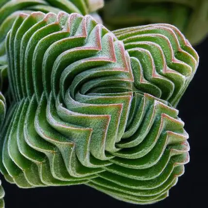 15 Plants That Teach Us Sacred Geometry At Its Finest - 2