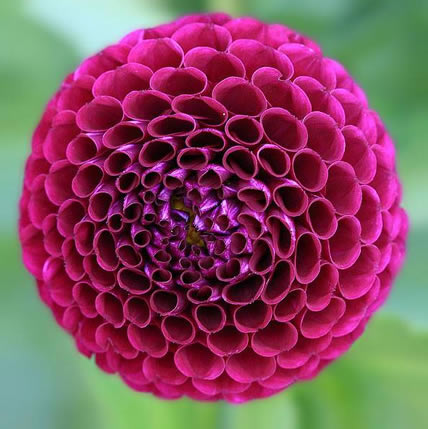 15 Plants That Teach Us Sacred Geometry At Its Finest - 3