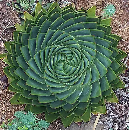 15 Plants That Teach Us Sacred Geometry At Its Finest - 5