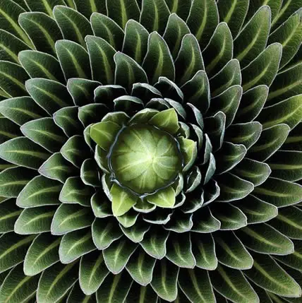 15 Plants That Teach Us Sacred Geometry At Its Finest - 6