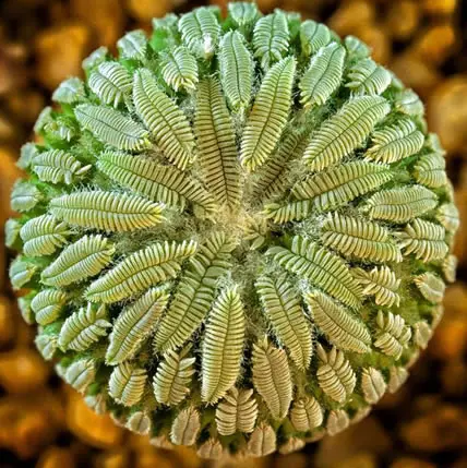 15 Plants That Teach Us Sacred Geometry At Its Finest - 7