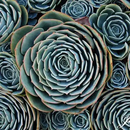15 Plants That Teach Us Sacred Geometry At Its Finest - 8