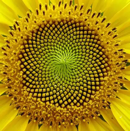 15 Plants That Teach Us Sacred Geometry At Its Finest - 9