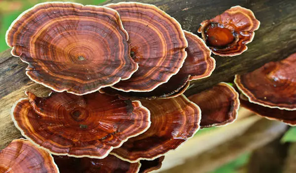 7 Sacred Herbs for Activating and Harmonizing the Chakras - Reishi Mushrooms