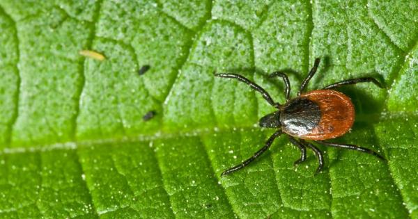 Stevia Kills Lyme Disease Pathogen Better Than Antibiotics (Preclinical ...