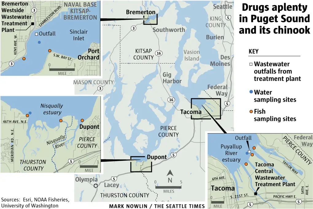 Seattle Salmon Are On Drugs - Thanks Humans! - Drugs Aplenty in Puget Sound