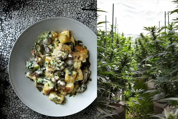 The Culmination of Culinary Cannabis Creations 3