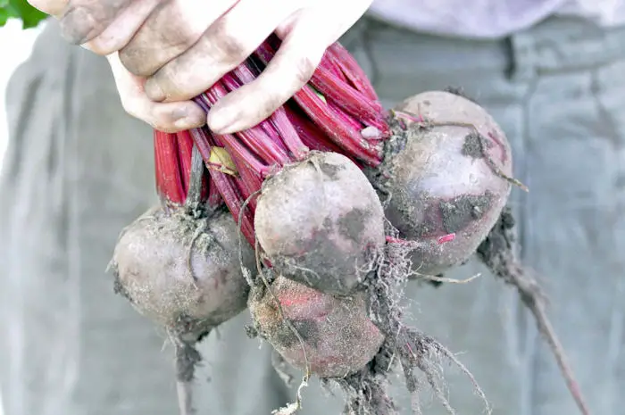 Amazing Health Benefits of Beetroot - Nitrate Reduction
