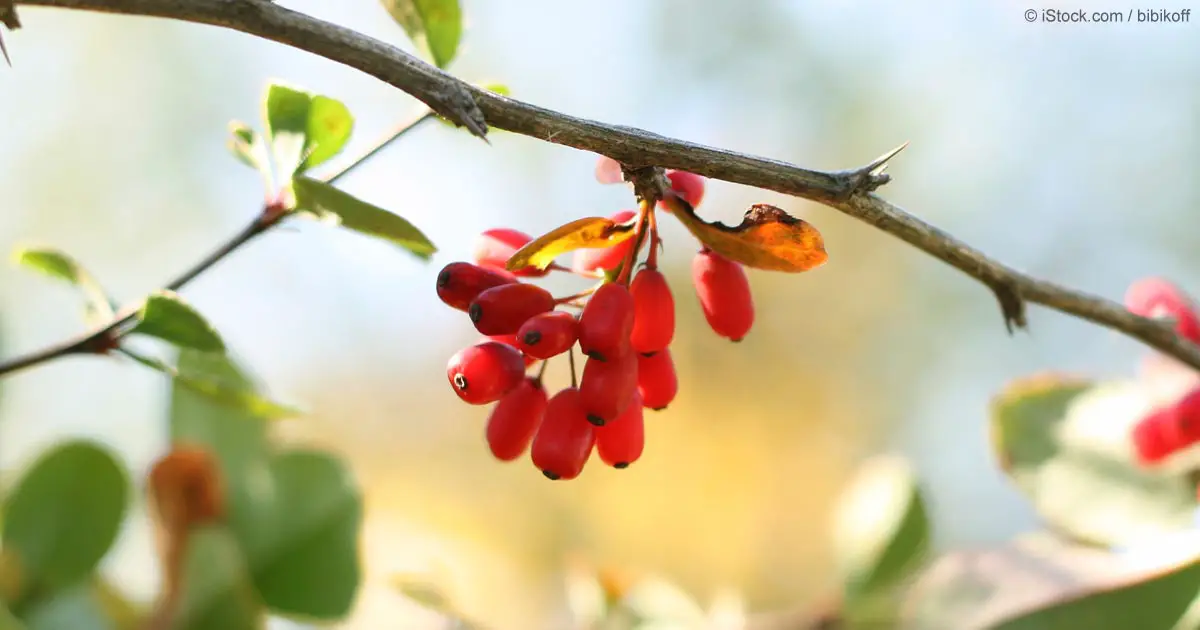 Berberine Tackles a Range of Cancers, Diabetes, Obesity and More - fb