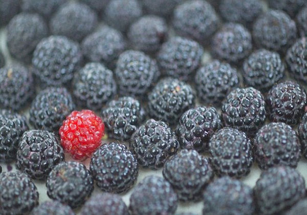 Eating Black Raspberries Significantly Lowers Cardiovascular Disease