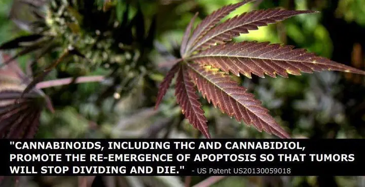 Cannabis-Cures-Cancer