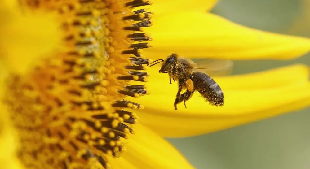 Groundbreaking Study Maps the Decline of Wild Bee Communities in the United States