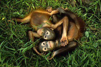 If You Care About Animals and the Earth, Here's Why We Need to Boycott Palm Oil Immediately
