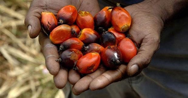 If You Care About Animals and the Earth, Here's Why We Need to Boycott Palm Oil Immediately - Oil Palm Fruit