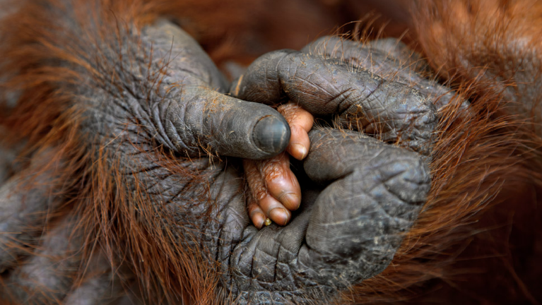 Orangutan hands - national geographic - visions of earth 2011
