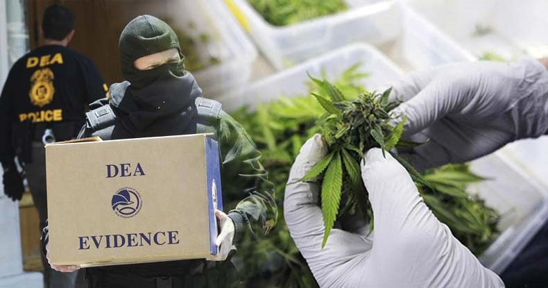 Report Shows DEA Deliberately Blocked Beneficial Science to Perpetuate War on Cannabis - FB