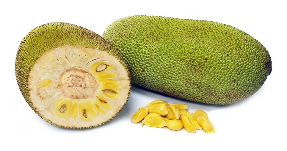 Jackfruit - Can This Nutritional Powerhouse Prevent Widespread Famine 1