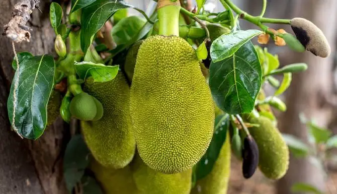 Jackfruit - Can This Nutritional Powerhouse Prevent Widespread Famine