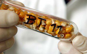 Setting the Record Straight on GMO Myths and Truths - Seeds