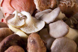Edible Mushrooms - Nature's Most Researched Anti-Cancer Agent