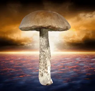 mushroom_melanin