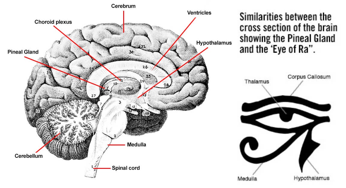 pineal-gland-science-dmt-fluoride-and-activation-what-is-brain-eye-of-ra