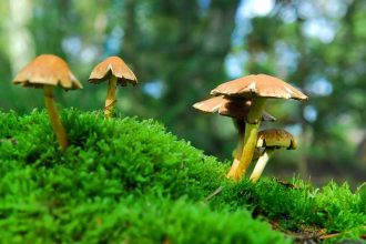 mushroom-magic-the-psychological-and-spiritual-benefits-of-psilocybin
