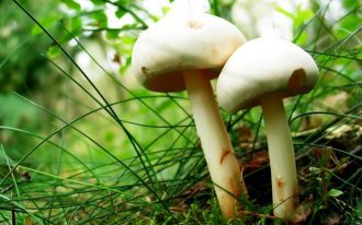 mushroom-magic-the-psychological-and-spiritual-benefits-of-psilocybin-2