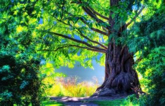 Speak to the Trees - The Voice of Nature - A Spiritual Perspective