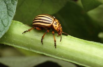 5 Lessons From The Animal Kingdom - Potato Bug