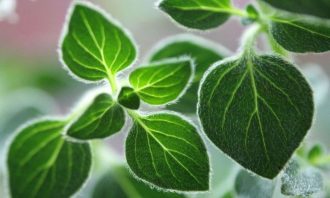 9 Ways Oregano Oil Naturally Supports Your Health - Plus Tips for Growing Your Own - Oregano leaves, herb