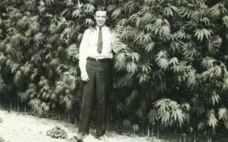 America’s Burgeoning Cannabis Industry and the Road to Public Acceptance - cannabis crop (Photo from the DEA museum!!)