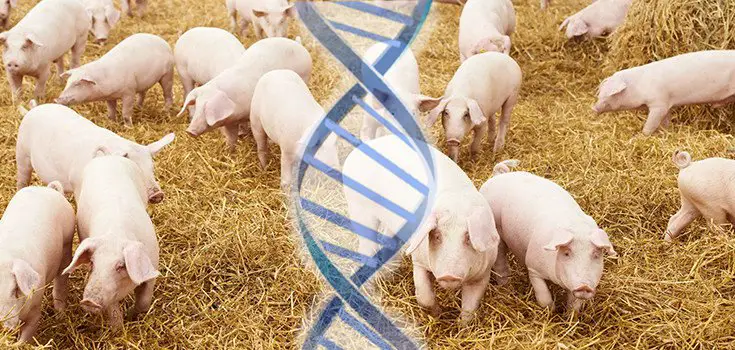 FrankenSwine - Genetic Scientists Create Human-Pig GMO
