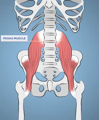 Ground, Balance and Energize With Your Mighty ''Muscle of the Soul'' - Psoas muscle