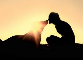How to Communicate With Our Pets and Honour Their Soul Purpose 2