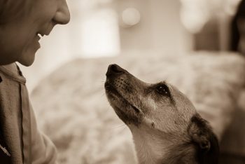 How to Communicate with our Pets and Honour their Soul Purpose