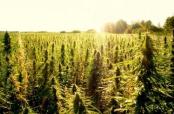 West Virginia House Unanimously Approves Commercial Hemp Farming