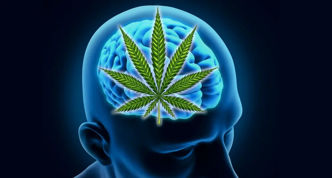 Вред марихуаны для мозга сообщение жизнь без наркотиков