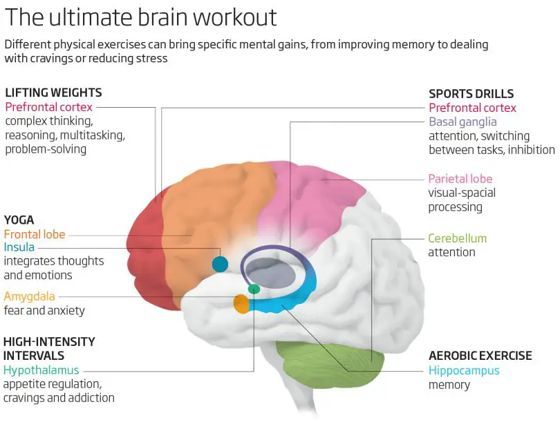 5 Different Physical Exercises Positively Affect the Brain