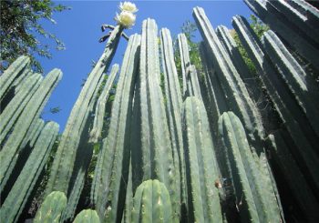Huachuma Visionary Cactus