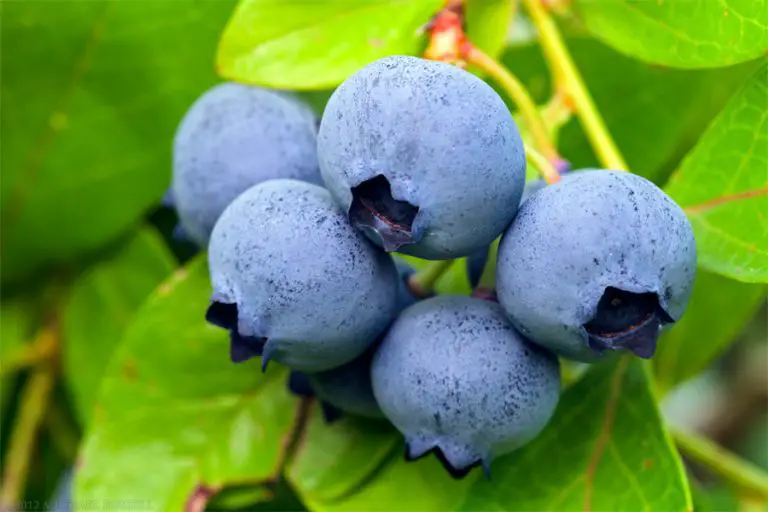 Research Radiotherapy Causes Cancer, Blueberry Kills It Wake Up World