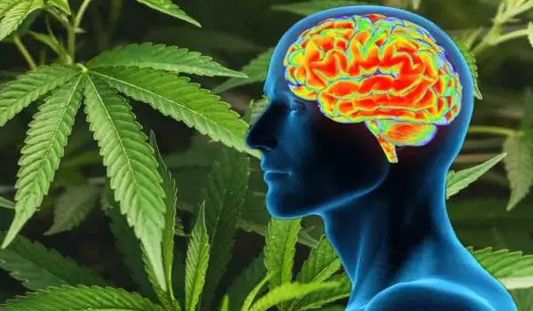 CBD Has Unique Ability to Cross Blood-Brain Barrier | Wake Up World